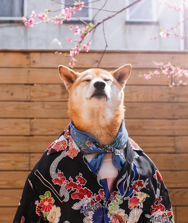 Chú chó Shiba là gương mặt đại diện cho nhiều hãng thời trang lớn, kiếm hơn 300 triệu mỗi tháng - Ảnh 5.