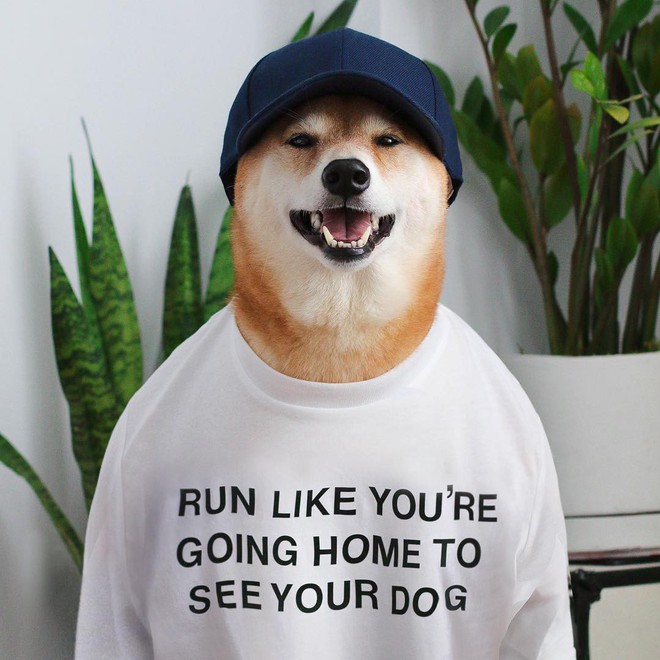 Chú chó Shiba là gương mặt đại diện cho nhiều hãng thời trang lớn, kiếm hơn 300 triệu mỗi tháng - Ảnh 6.