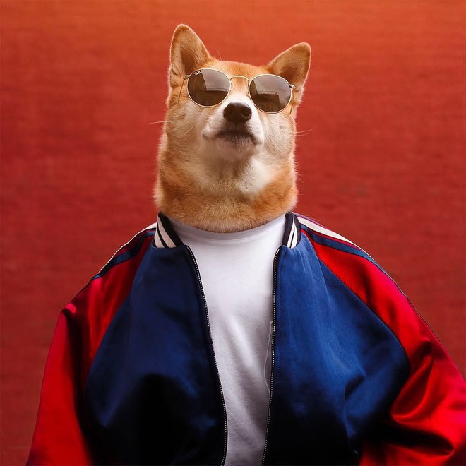 Chú chó Shiba là gương mặt đại diện cho nhiều hãng thời trang lớn, kiếm hơn 300 triệu mỗi tháng - Ảnh 7.