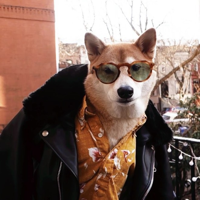 Chú chó Shiba là gương mặt đại diện cho nhiều hãng thời trang lớn, kiếm hơn 300 triệu mỗi tháng - Ảnh 10.