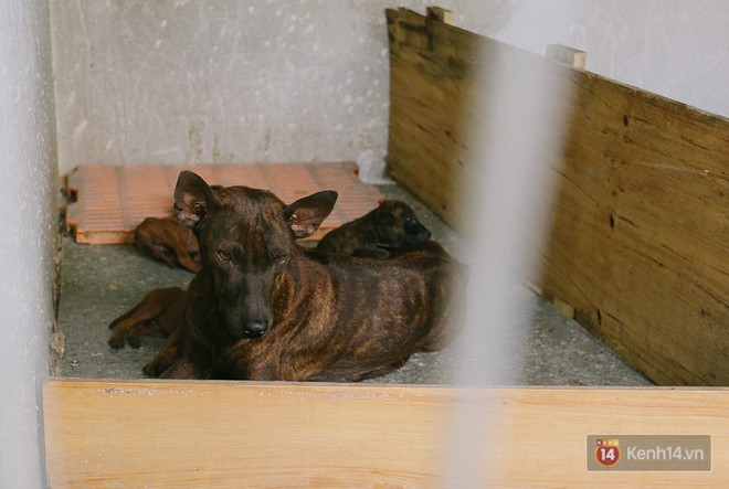 Gặp chàng trai từ phụ bếp trở thành “triệu phú” sở hữu trang trại nuôi chó Phú Quốc trị giá hàng tỷ đồng - Ảnh 5.