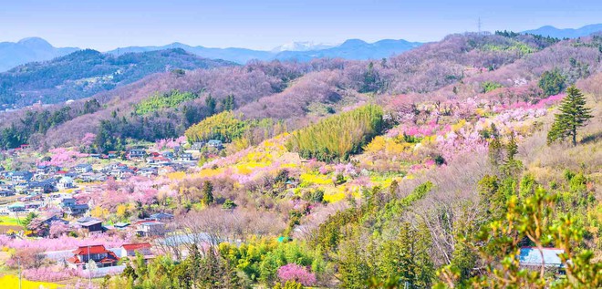 11 món ngon đẹp đến không nỡ ăn rất phổ biến trong mùa hoa anh đào Nhật Bản - Ảnh 1.