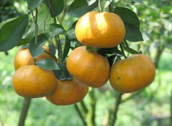 To keep the kumquat fruit from sticking to the white fiber after peeling, try these 2 ways - Photo 1.