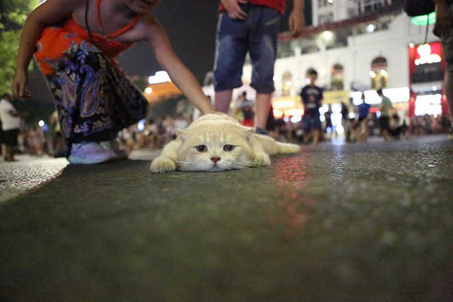 Hết bán cá lại trông phản thịt, chú mèo nổi tiếng khắp chợ Hải Phòng lên trang nhất tạp chí nước ngoài - Ảnh 14.