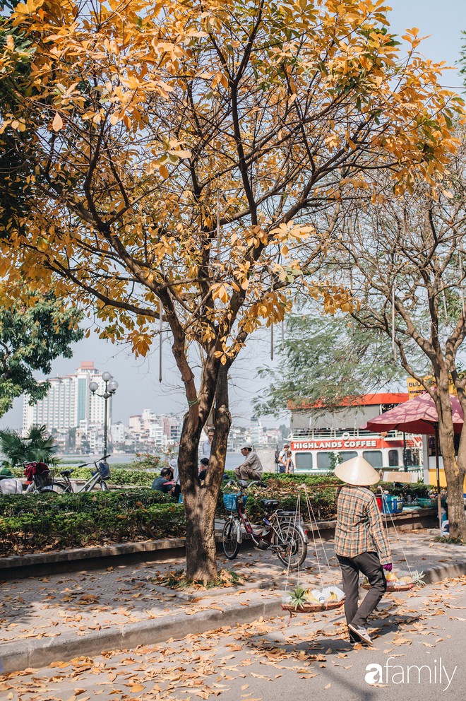 Hà Nội lúc này cứ ngỡ như cuối thu, lá vàng lá đỏ ngập trong nắng đẹp và lãng đãng hơn cả cảnh phim Hàn - Ảnh 1.