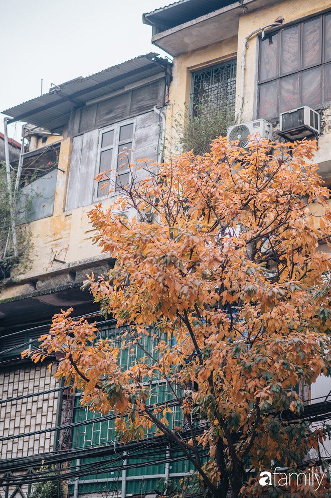 Hà Nội lúc này cứ ngỡ như cuối thu, lá vàng lá đỏ ngập trong nắng đẹp và lãng đãng hơn cả cảnh phim Hàn - Ảnh 6.