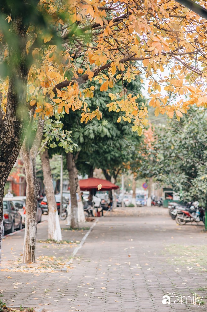 Hà Nội lúc này cứ ngỡ như cuối thu, lá vàng lá đỏ ngập trong nắng đẹp và lãng đãng hơn cả cảnh phim Hàn - Ảnh 2.