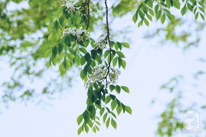 Hà Nội những ngày say trong sắc sưa trắng tinh khôi - Ảnh 10.