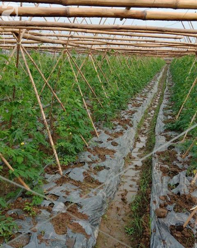Thanh Hóa: Nông dân ngậm đắng nhìn 8 sào rau màu trị giá cả trăm triệu bị phá nát khi đang cho thu hoạch - Ảnh 1.