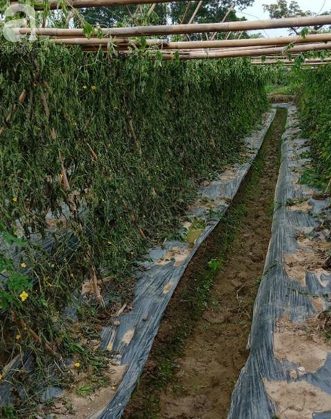 Thanh Hóa: Nông dân ngậm đắng nhìn 8 sào rau màu trị giá cả trăm triệu bị phá nát khi đang cho thu hoạch - Ảnh 6.