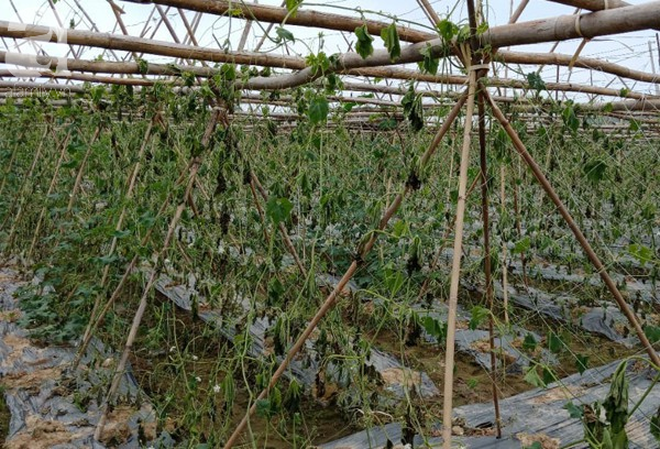 Thanh Hóa: Nông dân ngậm đắng nhìn 8 sào rau màu trị giá cả trăm triệu bị phá nát khi đang cho thu hoạch - Ảnh 3. Thanh Hóa: Nông dân ngậm đắng nhìn 8 sào rau màu trị giá cả trăm triệu bị phá nát khi đang cho thu hoạch - Ảnh 3.