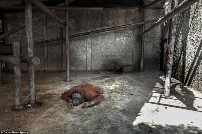 Nghiệt ngã cảnh giam cầm những động vật “sống chỉ để mua vui” ở Thái Lan - Ảnh 3.