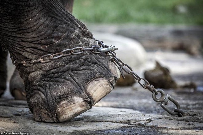 Nghiệt ngã cảnh giam cầm những động vật “sống chỉ để mua vui” ở Thái Lan - Ảnh 6.
