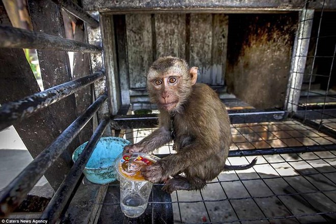 Nghiệt ngã cảnh giam cầm những động vật “sống chỉ để mua vui” ở Thái Lan - Ảnh 7.