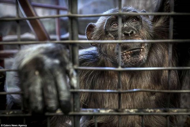 Nghiệt ngã cảnh giam cầm những động vật “sống chỉ để mua vui” ở Thái Lan - Ảnh 8.