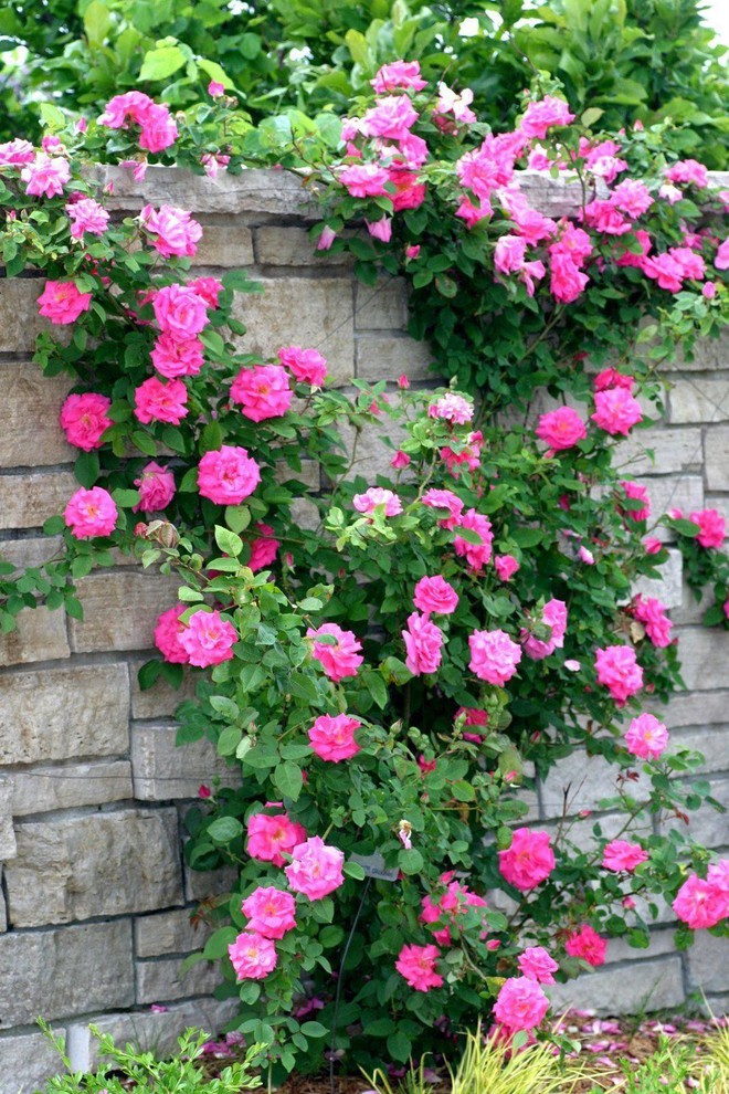 7 loài hoa hồng leo đẹp như những vũ công quyến rũ nên có mặt trong vườn của bạn - Ảnh 16.