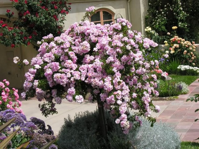 7 loài hoa hồng leo đẹp như những vũ công quyến rũ nên có mặt trong vườn của bạn - Ảnh 13.