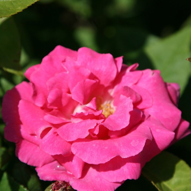 7 loài hoa hồng leo đẹp như những vũ công quyến rũ nên có mặt trong vườn của bạn - Ảnh 17.