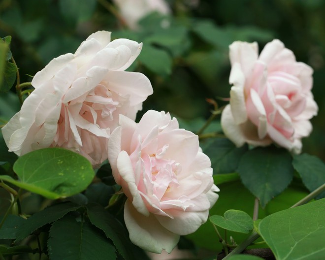 7 loài hoa hồng leo đẹp như những vũ công quyến rũ nên có mặt trong vườn của bạn - Ảnh 5.
