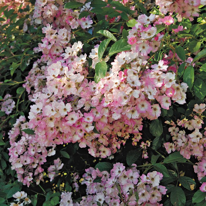 7 loài hoa hồng leo đẹp như những vũ công quyến rũ nên có mặt trong vườn của bạn - Ảnh 22.