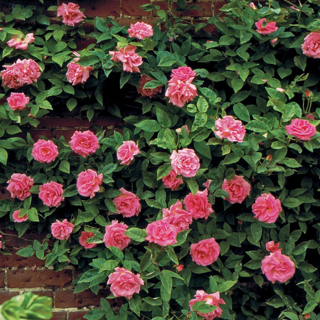 7 loài hoa hồng leo đẹp như những vũ công quyến rũ nên có mặt trong vườn của bạn - Ảnh 15.