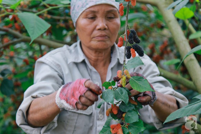 Quả dâu tằm đắt gấp đôi năm ngoái, người nông dân thu hàng tấn dâu 1 vụ  - Ảnh 8.