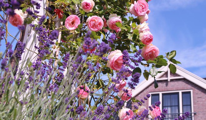 Mê mẩn vườn hồng rực rỡ sắc hương đẹp không khác gì một bức tranh của mẹ Việt ở Hà Lan - Ảnh 27.
