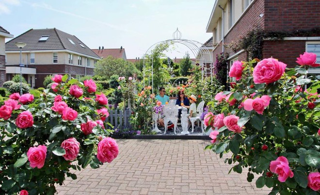 Mê mẩn vườn hồng rực rỡ sắc hương đẹp không khác gì một bức tranh của mẹ Việt ở Hà Lan - Ảnh 5.