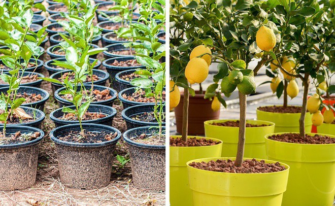 8 loại cây ăn quả có thể trồng từ hạt mà bạn nên trồng trong nhà mình - Ảnh 2.