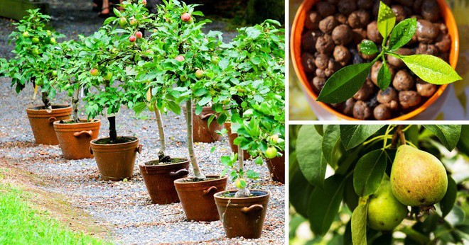 8 loại cây ăn quả có thể trồng từ hạt mà bạn nên trồng trong nhà mình - Ảnh 4.