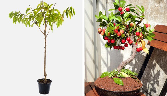 8 loại cây ăn quả có thể trồng từ hạt mà bạn nên trồng trong nhà mình - Ảnh 7.