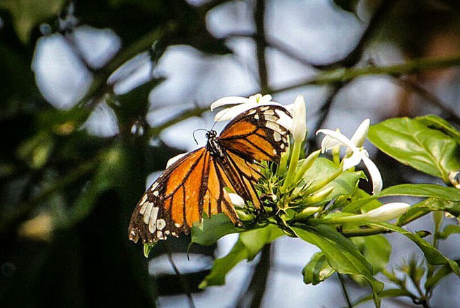 Tháng 4, đến Cúc Phương để ngắm bướm bay rợp trời - Ảnh 6.