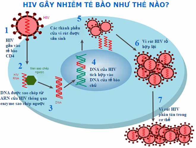 Tất cả những điều cần biết về HIV - căn bệnh thế kỉ chưa có thuốc chữa - Ảnh 5.