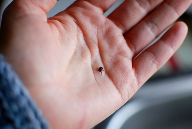 Chuyên gia cảnh báo sự bùng nổ của một loài bọ gây bệnh nguy hại cho trẻ trong mùa hè  - Ảnh 2.