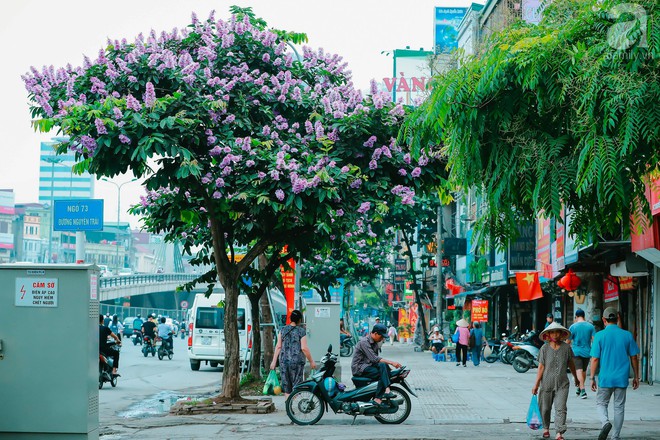 Chợt nhận ra mùa hạ đã ghé đến khi bằng lăng, phượng vĩ rộ nở trên phố - Ảnh 12.