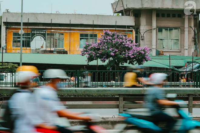 Chợt nhận ra mùa hạ đã ghé đến khi bằng lăng, phượng vĩ rộ nở trên phố - Ảnh 5.