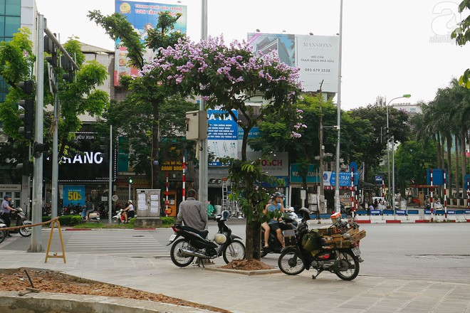 Chợt nhận ra mùa hạ đã ghé đến khi bằng lăng, phượng vĩ rộ nở trên phố - Ảnh 7.