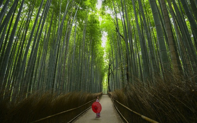 Có gì ở Sagano - khu rừng tre Nhật Bản lọt top những nơi nhất định phải đến một lần trong đời? - Ảnh 3.