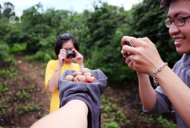 Tranh thủ đang vào mùa, rủ nhau lên cao nguyên Mộc Châu hái mận hậu - Ảnh 5.