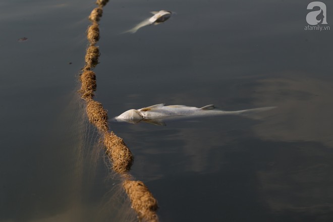 Hà Nội: Cá lại chết, nổi trắng mặt hồ Hoàng Cầu - Ảnh 9.