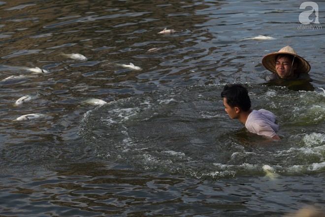 Hà Nội: Cá lại chết, nổi trắng mặt hồ Hoàng Cầu - Ảnh 3.