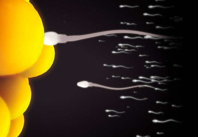 Bạn biết không, chính trứng mới là người quyết định chọn tinh trùng để thụ thai như thế này - Ảnh 2.