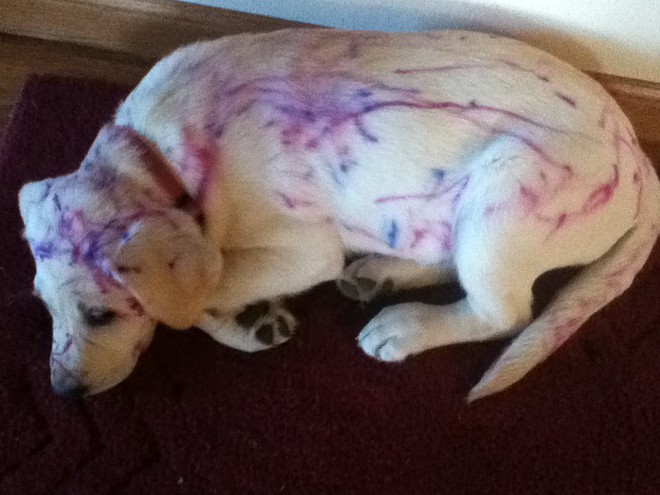 Cô giáo ra bài tập Hãy vẽ con vật mà em yêu thích nhất và đây là kết quả - Ảnh 10.