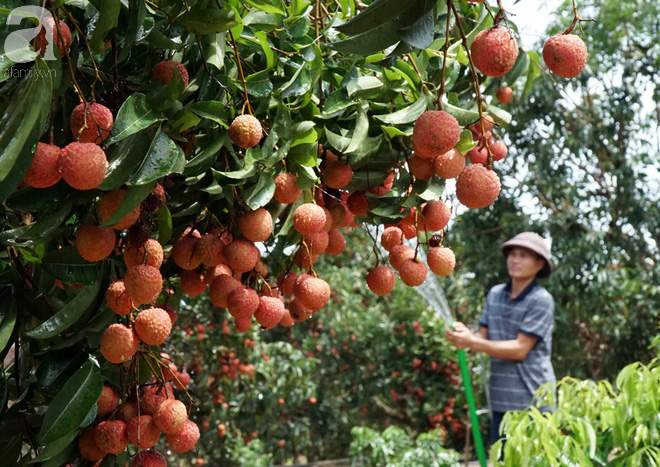 Đột nhập vựa vải thiều lớn nhất miền Bắc vào mùa: Một năm có một lần nhộn nhịp, bận rộn nên quá vui - Ảnh 12.