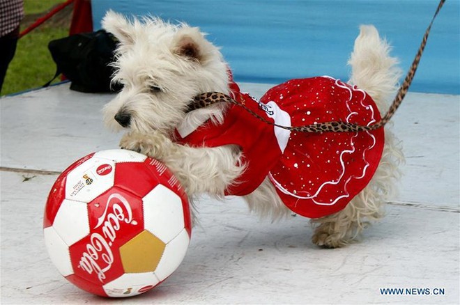 Sốt xình xịch trào lưu mặc trang phục World Cup cho cún cưng - Ảnh 1.