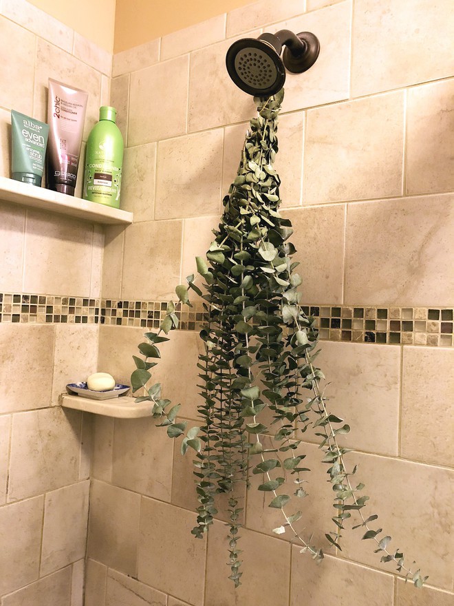 The whole family wonders when they see mom hanging this branch on the showerhead, until they take a shower everyone likes it and understands the reason - Image 3.