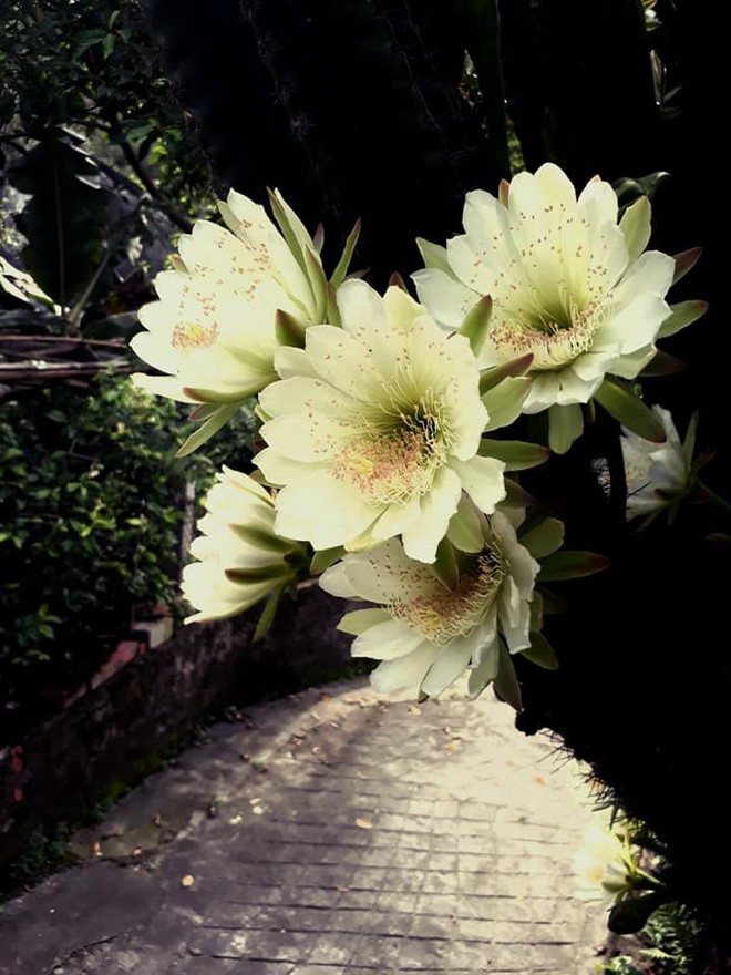 Cây xương rồng 30 năm tuổi bất ngờ nổi tiếng MXH vì nở hoa rực rỡ, ai nhìn cũng xuýt xoa mãi không thôi - Ảnh 7.