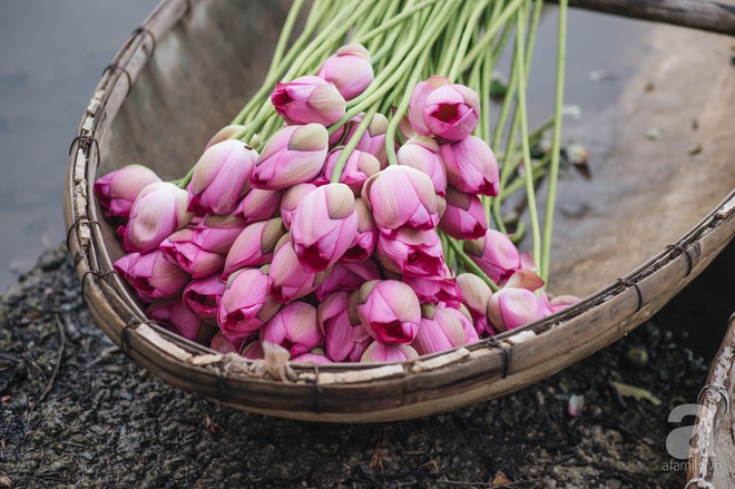 Trà dệt hương sen - thứ trà ủ cả ngàn bông sen Hồ Tây, cả chục triệu một cân vẫn đắt hàng của Hà Nội - Ảnh 2.