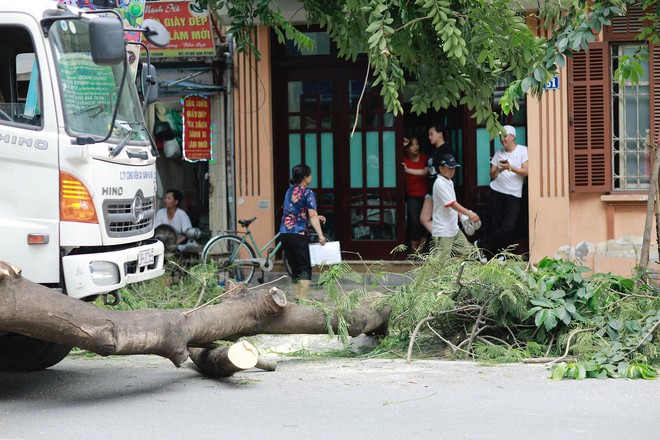 Hà Nội: Cây to bật gốc đè bẹp nóc xế xịn đang đỗ ven đường - Ảnh 4.