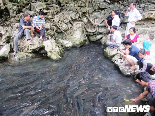 Giải mã chuyện chưa biết về loài cá khiến toàn dân miền tây Thanh Hóa coi trọng như thần - Ảnh 4.